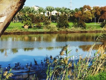 Scenic view of lake against trees