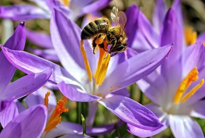 Close-up of honey bee pollinating flower