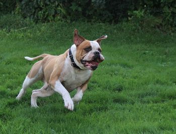 Dog running in grassy field