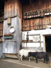 Horses in a building