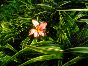 Close-up of flowering plant