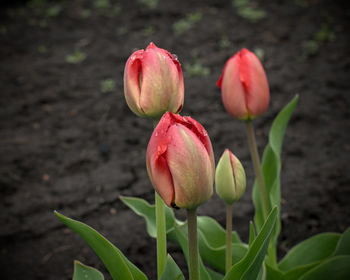 Close-up of red tulip