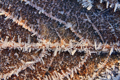 Full frame shot of snow on tree