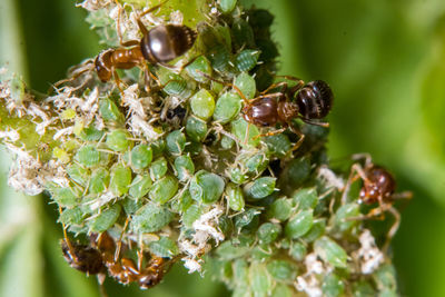 Close-up of bee on plant