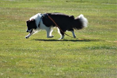 Side view of dog running on grass