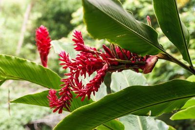 Close-up of red flowering plant