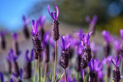 Close-up of purple flowering plants on field