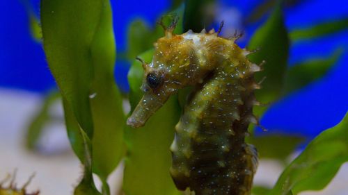 Close-up of caterpillar on plant