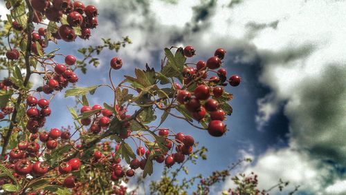 Low angle view of trees against sky