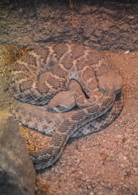  two rattlesnakes coiling up together 