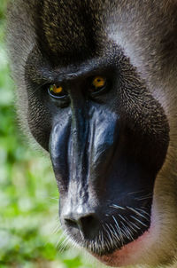 Close-up portrait of drill monkey