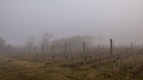 Bare trees on landscape against sky during foggy weather