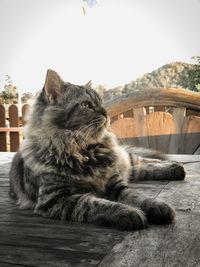 Close-up of cat sitting on table