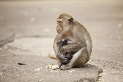 Close-up of monkeys sitting outdoors