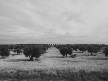 Trees on field against sky