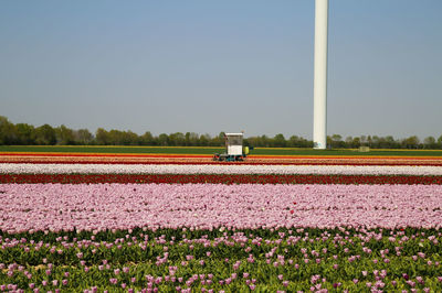 View of flowering plants on field against clear sky