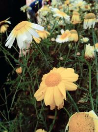 Close-up of yellow flowers blooming on field