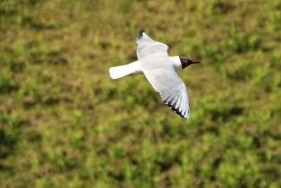 Close-up of bird flying over field