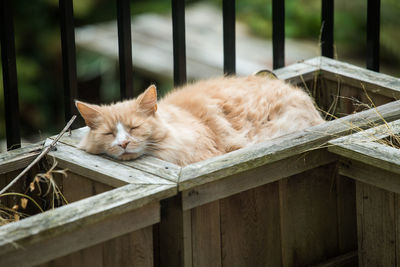 Cat sleeping in flower planter