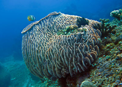 Fish swimming by coral underwater