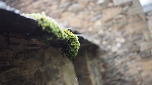 Close-up of plant