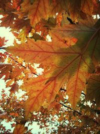 Low angle view of maple leaves on tree