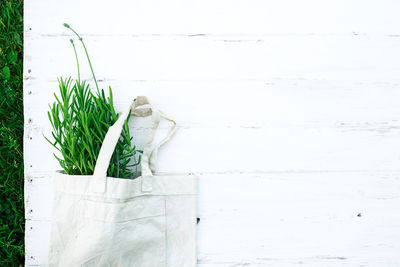 Plants growing against white wall