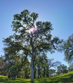 Low angle view of trees against sky