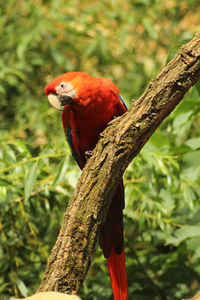 Scarlett macaw,  ara macao, on a tree branch 