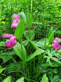 Close-up of pink flowering plants on field