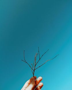 Close-up of hand holding twig against blue sky