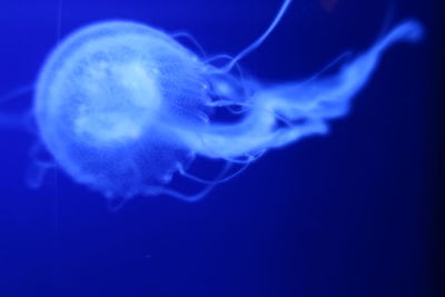 Close-up of jellyfish in sea