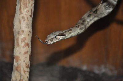 Close-up of lizard on tree trunk snake 