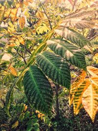 Close-up of autumn leaves on tree