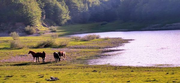 Horses in a lake