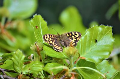 Close-up of butterfly on leaves