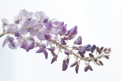 Close-up of purple flowers