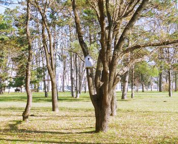 Trees on grass against sky