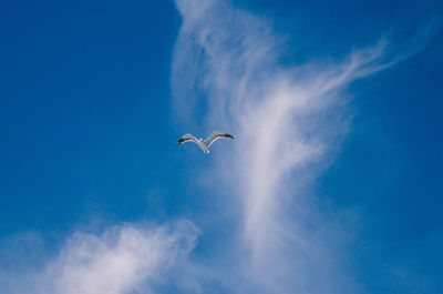 Low angle view of seagull flying in sky