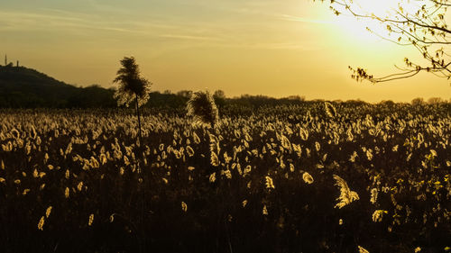 Plants growing on field against sky during sunset