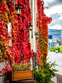 Red flowering plants by building in city during autumn