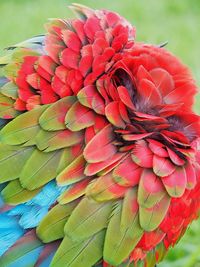 High angle view of red flowering plant