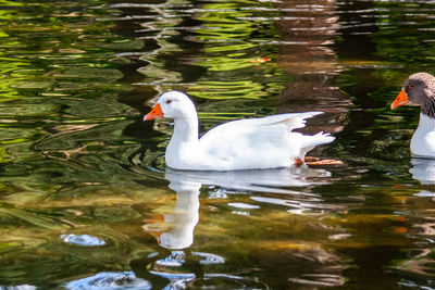 Swan swimming in lake