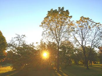 Sun shining through trees