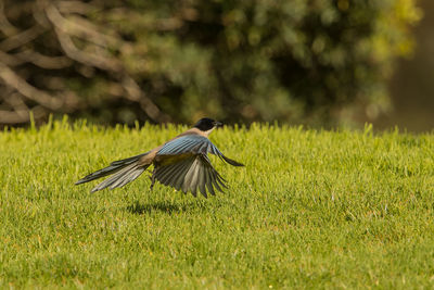 Bird flying over grassy land