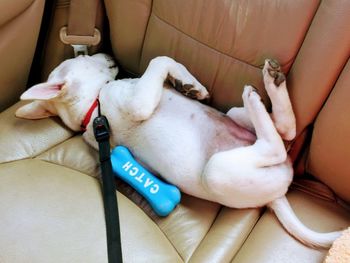 High angle view of dog lying on floor