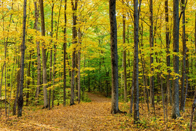 Trees in forest during autumn