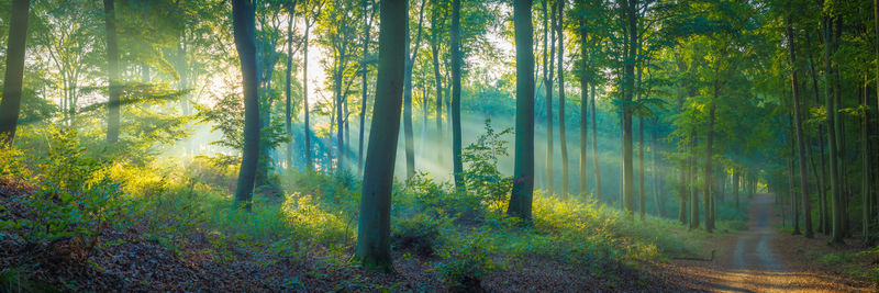 Scenic view of forest