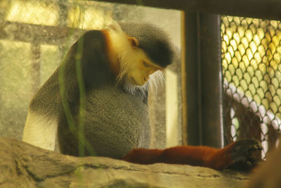Side view of monkey sitting in cage at zoo