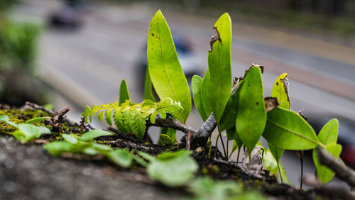 Close-up of green plant